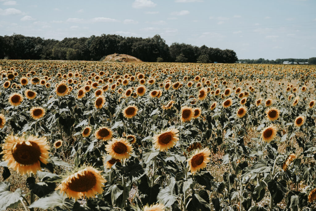 Sunflowers in the Loire Valley